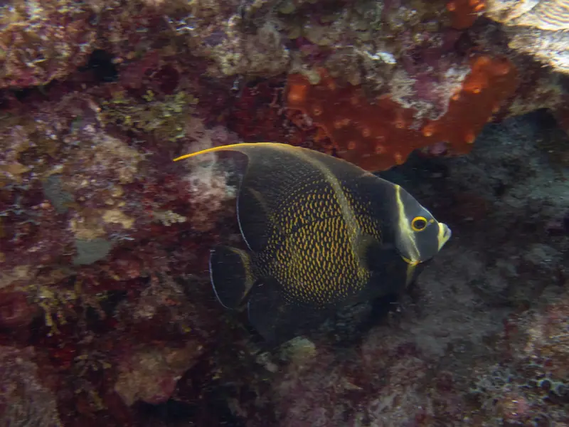 French angelfish (Pomacanthus paru)