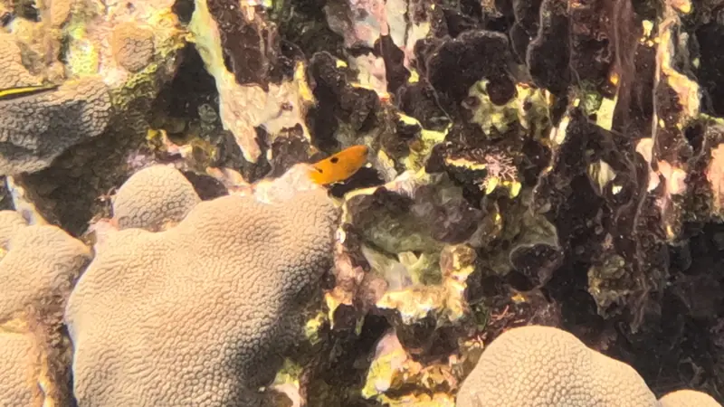 Threespot damselfish (Stegastes planifrons)
