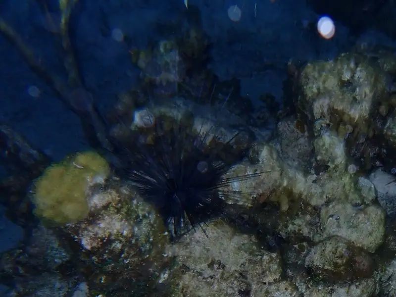 Atlantic long-spined sea urchin (Diadema antillarum)