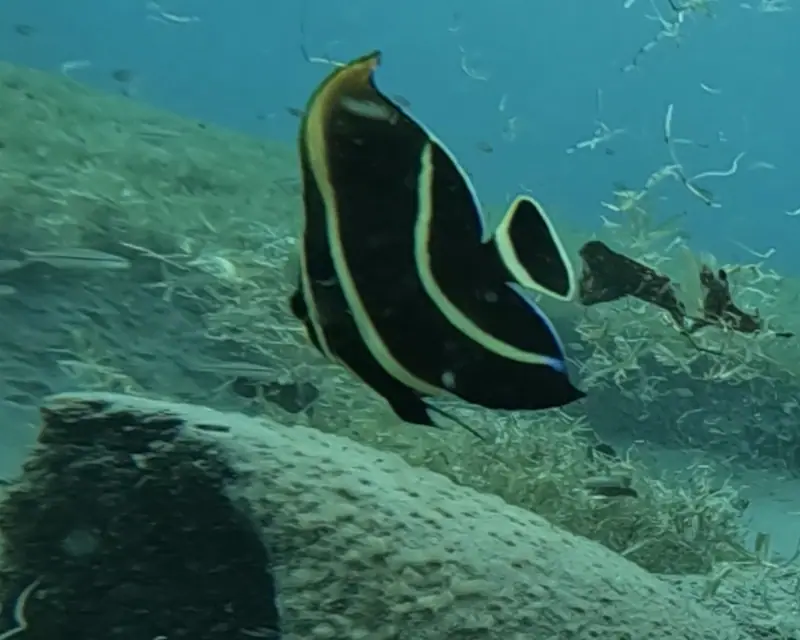 French angelfish (Pomacanthus paru)