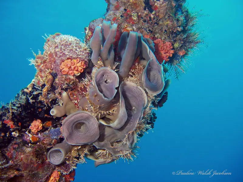 Pink purple octopus sponge (Callyspongia fallax)