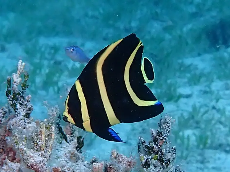 French angelfish (Pomacanthus paru)