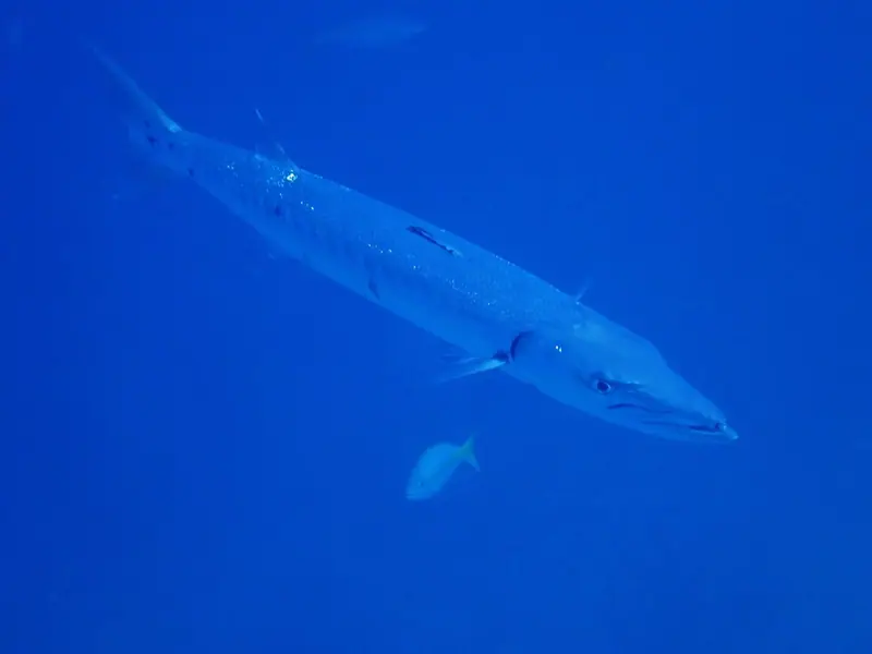 Great barracuda (Sphyraena barracuda)