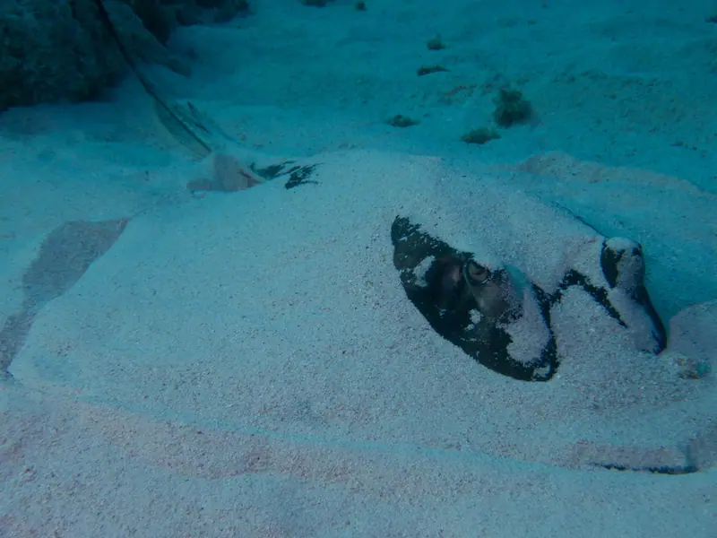 Southern stingray (Hypanus americanus)