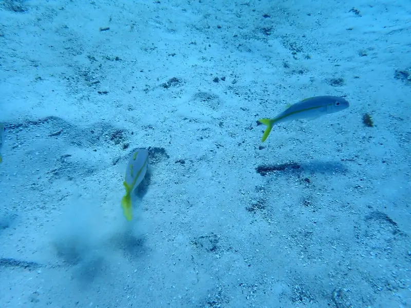 Yellow goatfish (Mulloidichthys martinicus)