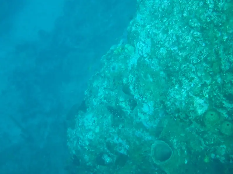 Stoplight parrotfish (Sparisoma viride)