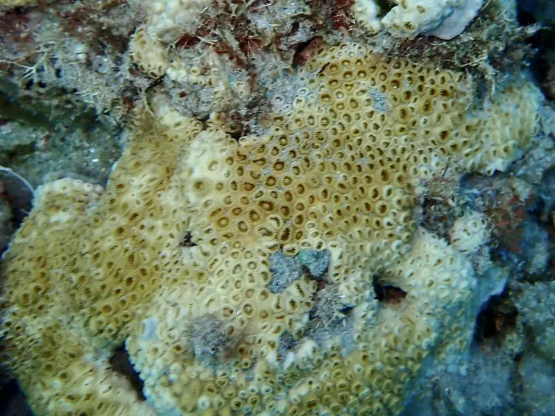 Caribbean sea mat (Palythoa caribaeorum)