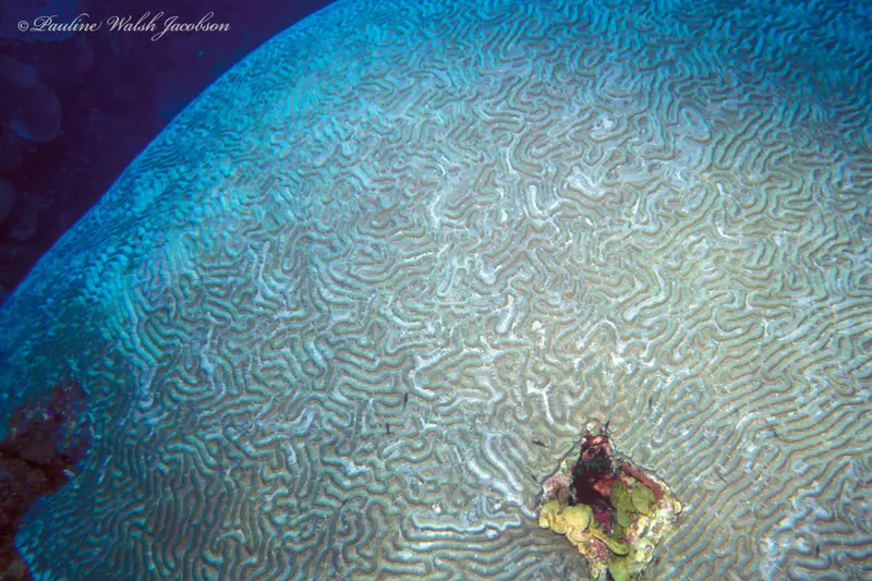 Symmetrical brain coral (Pseudodiploria strigosa)