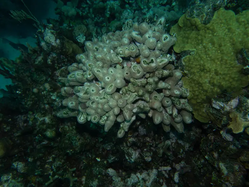 Finger coral (Porites porites)