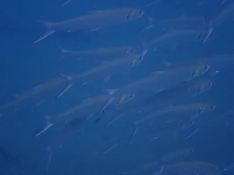 Ladyfish (Elops saurus)