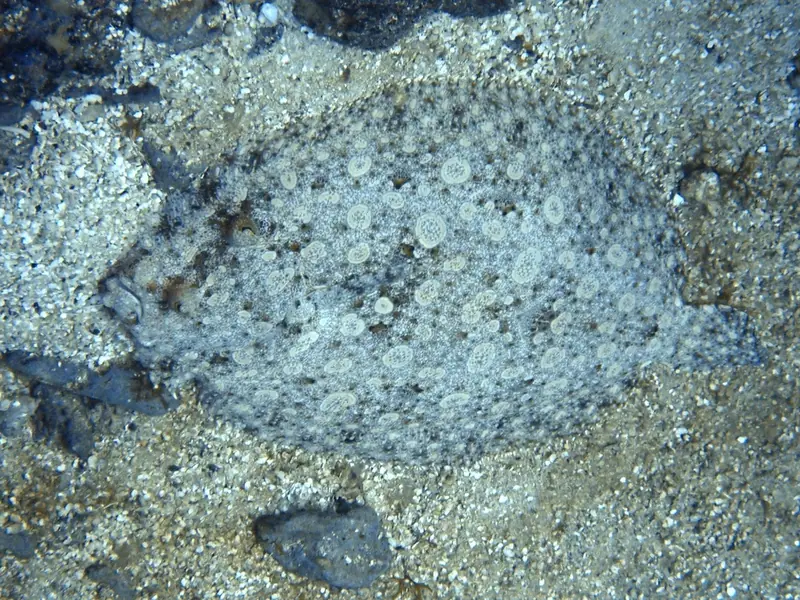 Mottled flounder (Bothus maculiferus)