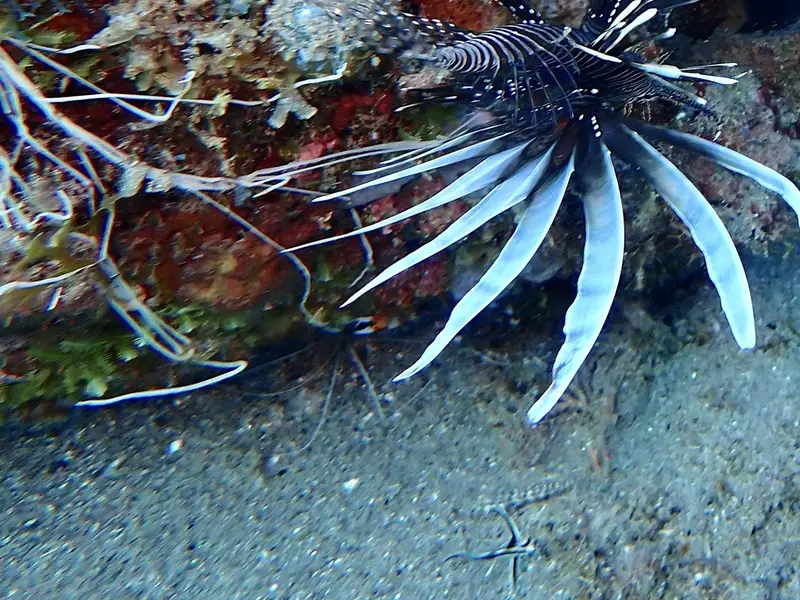 Banded coral shrimp (Stenopus hispidus)