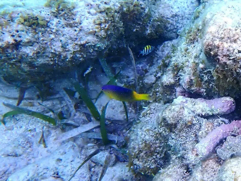 Beaugregory (Stegastes leucostictus)