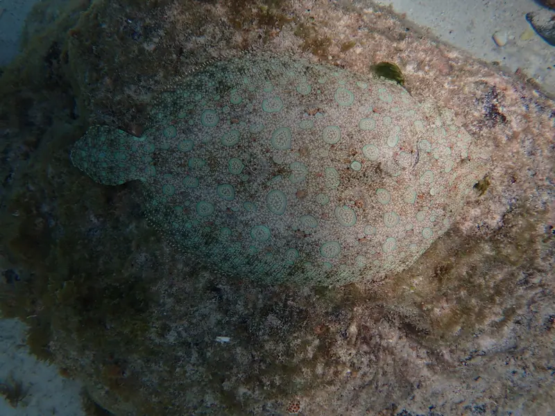 Atlantic peacock flounder (Bothus lunatus)