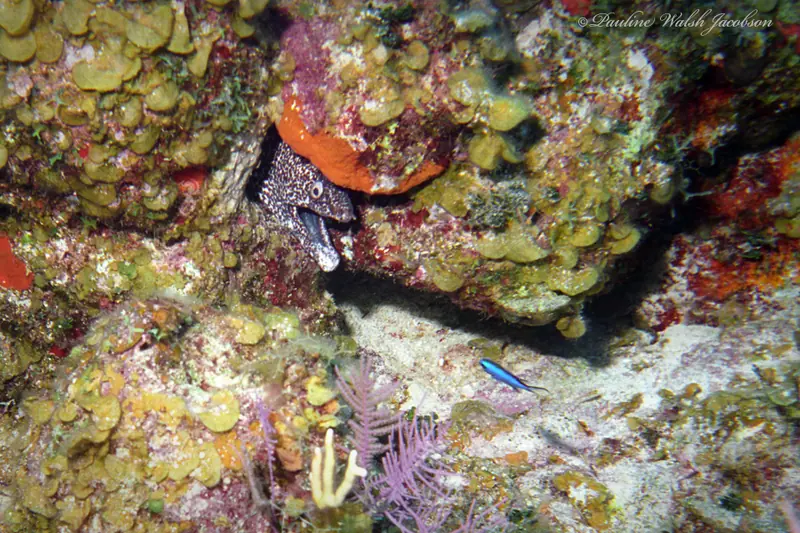 Spotted moray (Gymnothorax moringa)