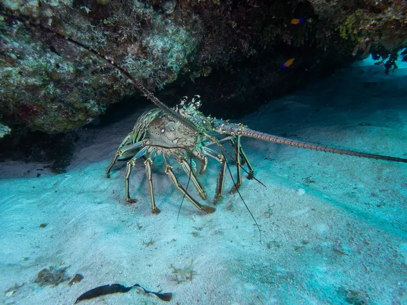 Caribbean spiny lobster (Panulirus argus)