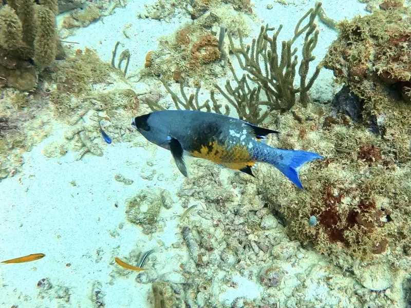 Creole wrasse (Bodianus parrae)