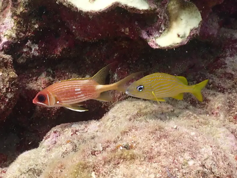 Longspine squirrelfish (Holocentrus rufus)