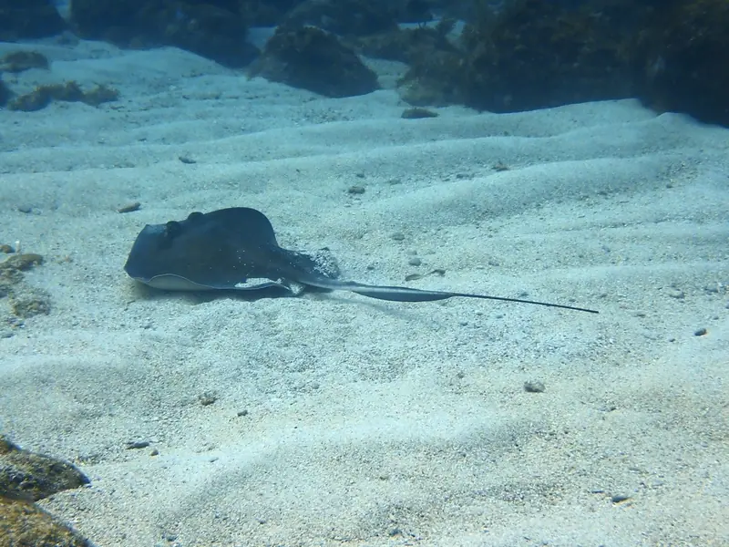 Southern stingray (Hypanus americanus)