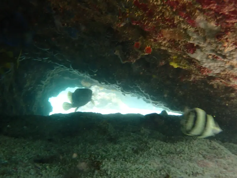 Spotted porcupinefish (Diodon hystrix)