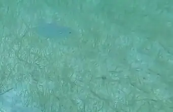 Blue runner (Caranx crysos)