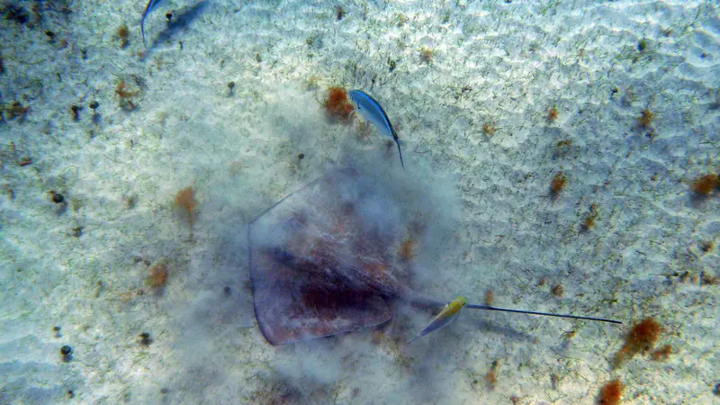 Southern stingray (Hypanus americanus)