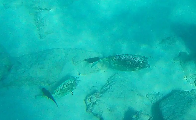 Honeycomb cowfish (Acanthostracion polygonium)