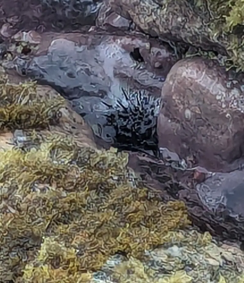Atlantic rock-boring urchin (Echinometra lucunter)