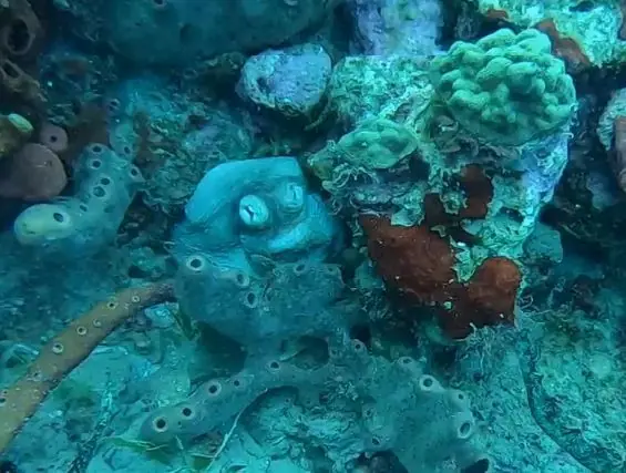 Brazilian reef octopus (Octopus insularis)