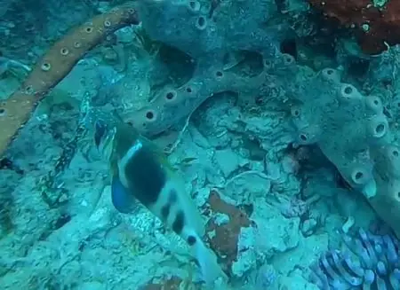 Barred hamlet (Hypoplectrus puella)