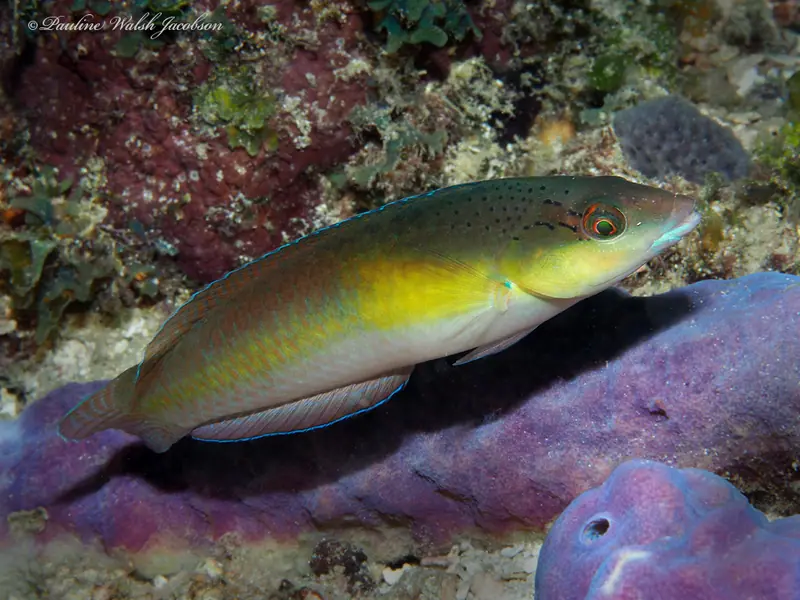 Yellowhead wrasse (Halichoeres garnoti)