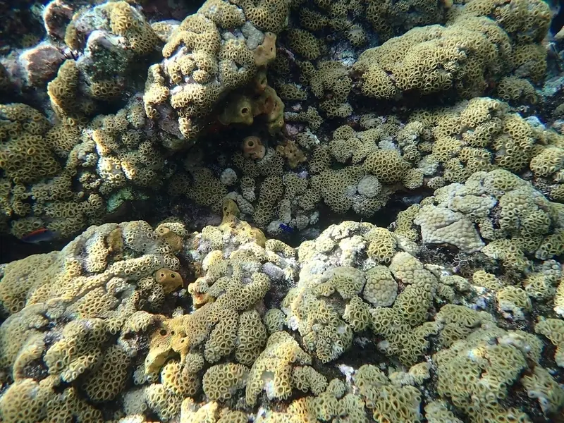 Yellowtail damselfish (Microspathodon chrysurus)