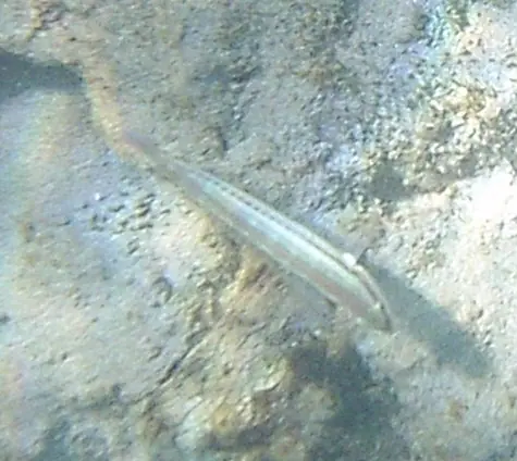 Slippery dick (Halichoeres bivittatus)