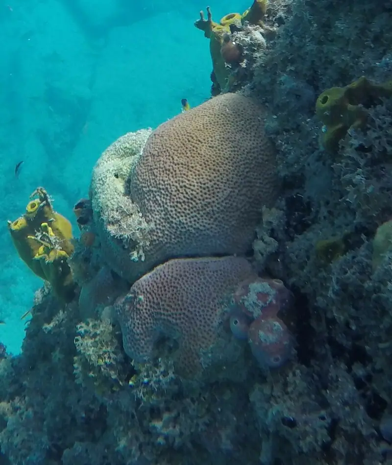 Massive starlet coral (Siderastrea siderea)