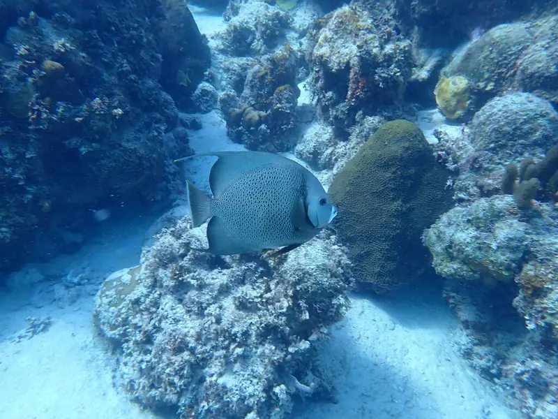Grey angelfish (Pomacanthus arcuatus)
