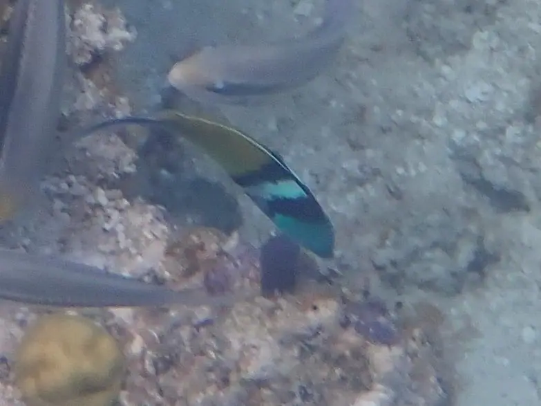Caribbean bluehead wrasse (Thalassoma bifasciatum)