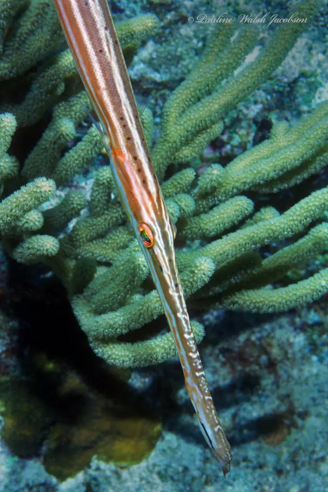 Western atlantic trumpetfish (Aulostomus maculatus)