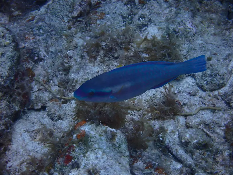 Striped parrotfish (Scarus iseri)
