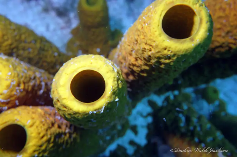 Yellow tube sponge (Aplysina fistularis)