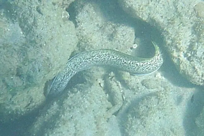 Spotted moray (Gymnothorax moringa)