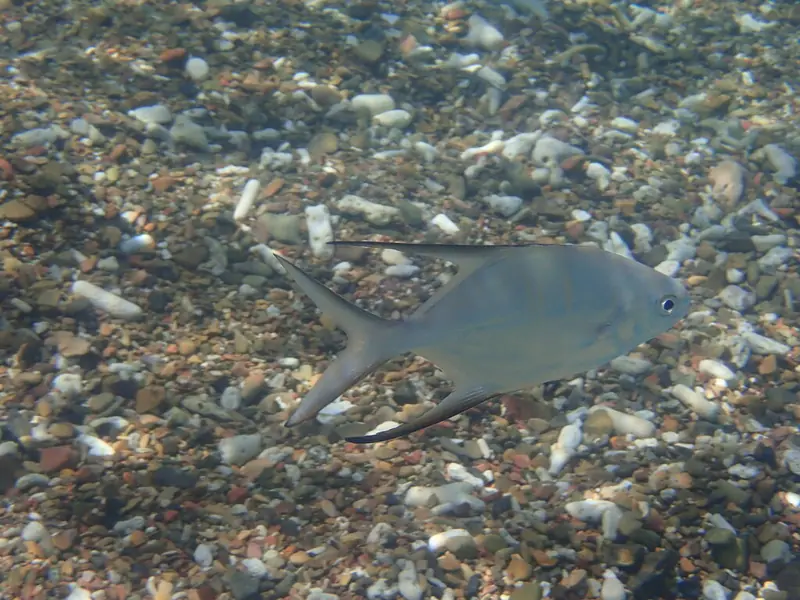 Palometa (Trachinotus goodei)