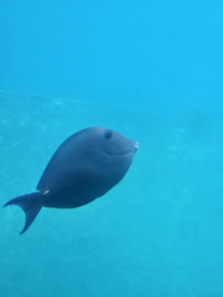 Atlantic blue tang (Acanthurus coeruleus)
