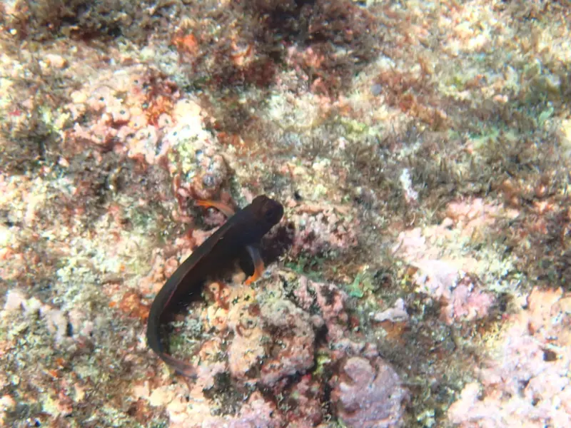 Caribbean redlip blenny (Ophioblennius macclurei)