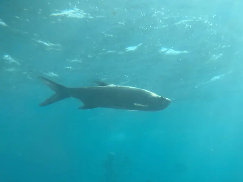 Atlantic tarpon (Megalops atlanticus)