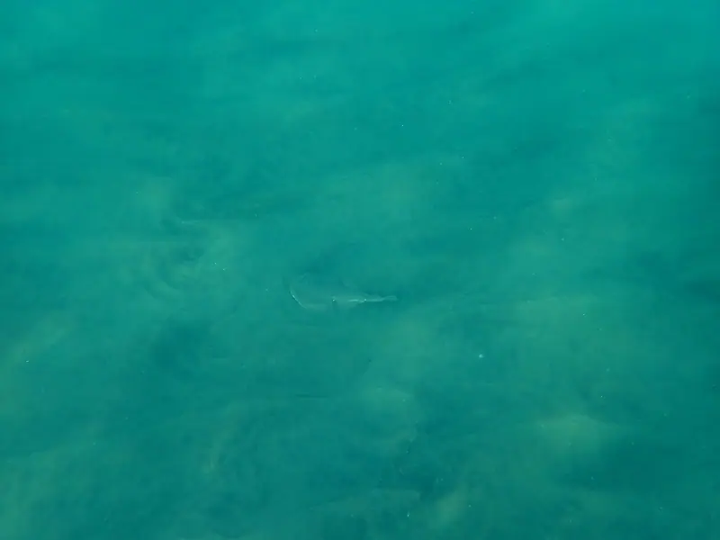 Caribbean electric ray (Narcine bancroftii)