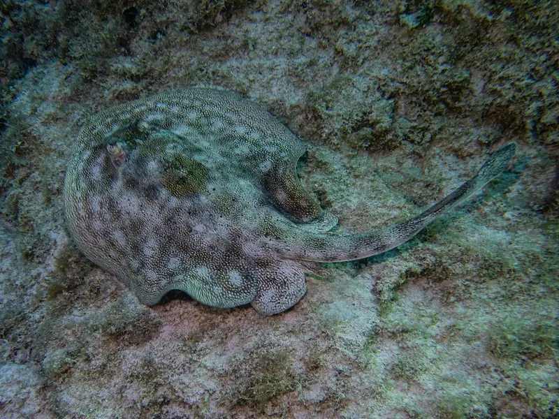 Yellow stingray (Urobatis jamaicensis)