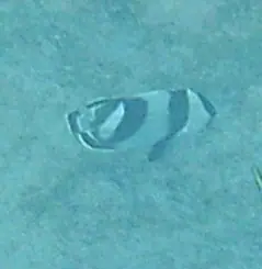 Banded butterflyfish (Chaetodon striatus)