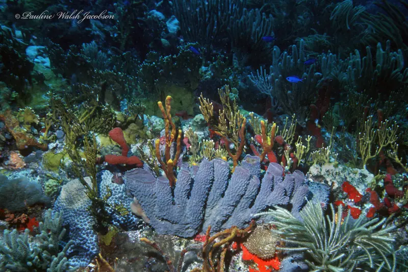Branching vase sponge (Callyspongia aculeata)