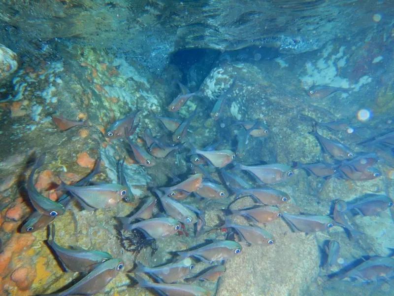 Glassy sweeper (Pempheris schomburgkii)