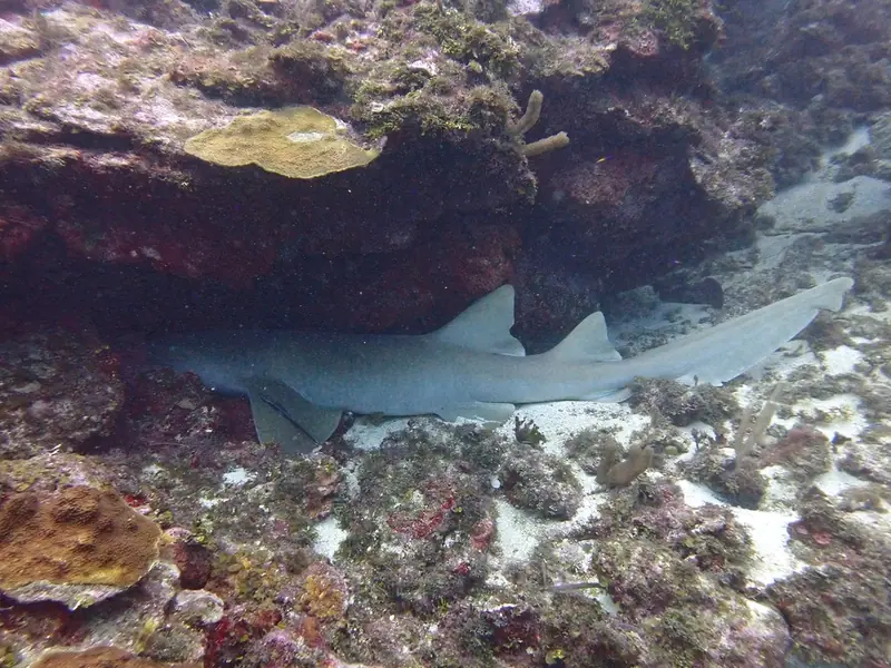 Nurse shark (Ginglymostoma cirratum)